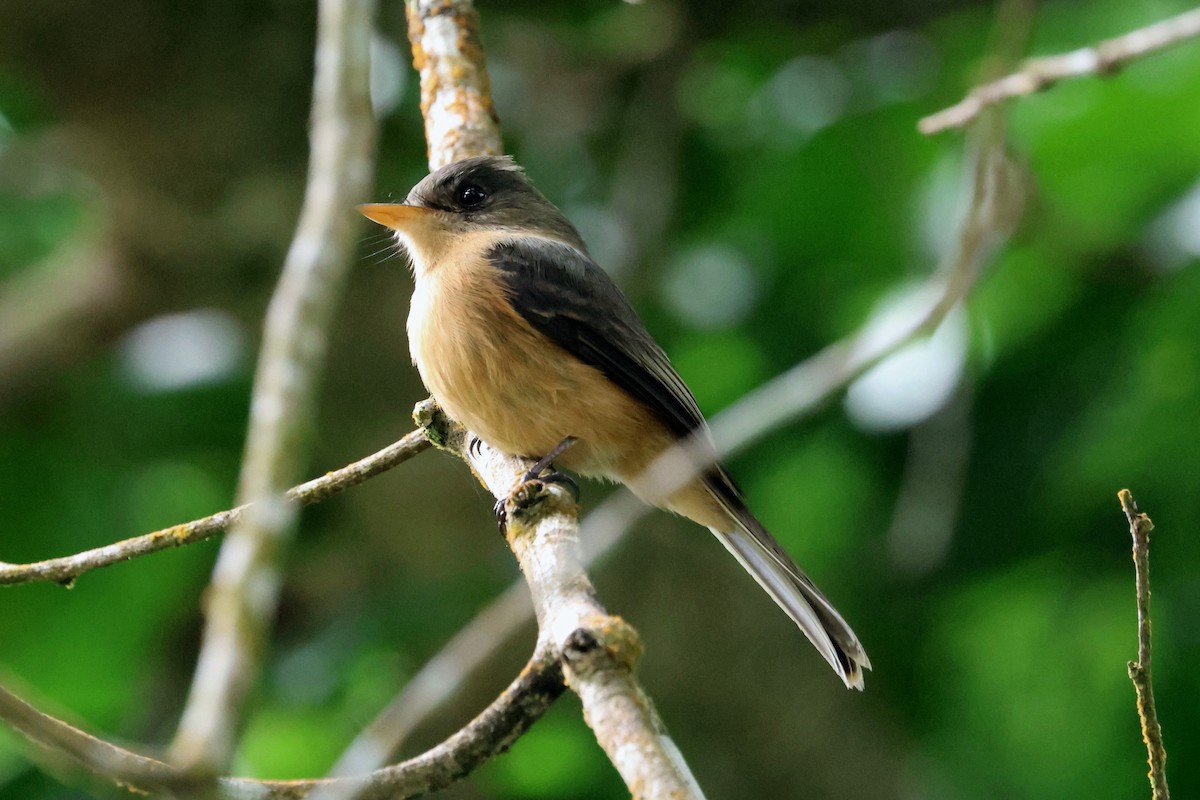 Lesser Antillean Pewee (St. Lucia) - ML632368224