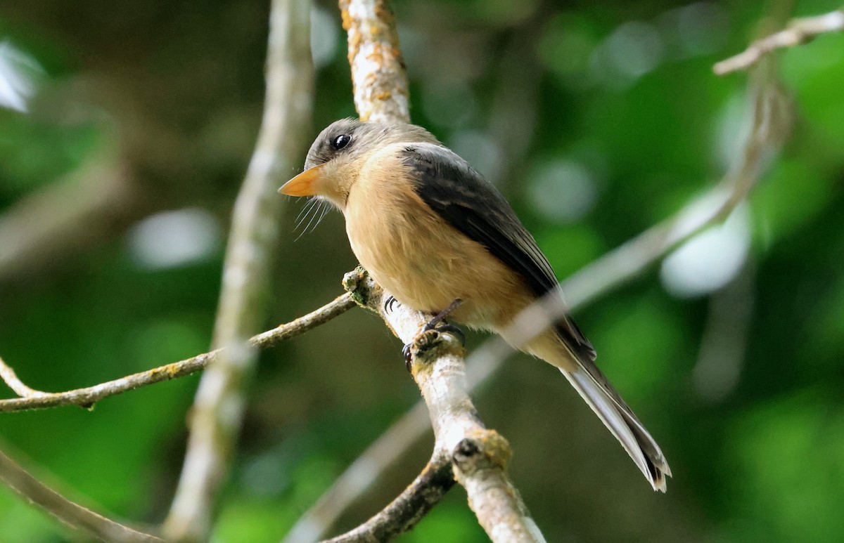 Lesser Antillean Pewee (St. Lucia) - ML632368242