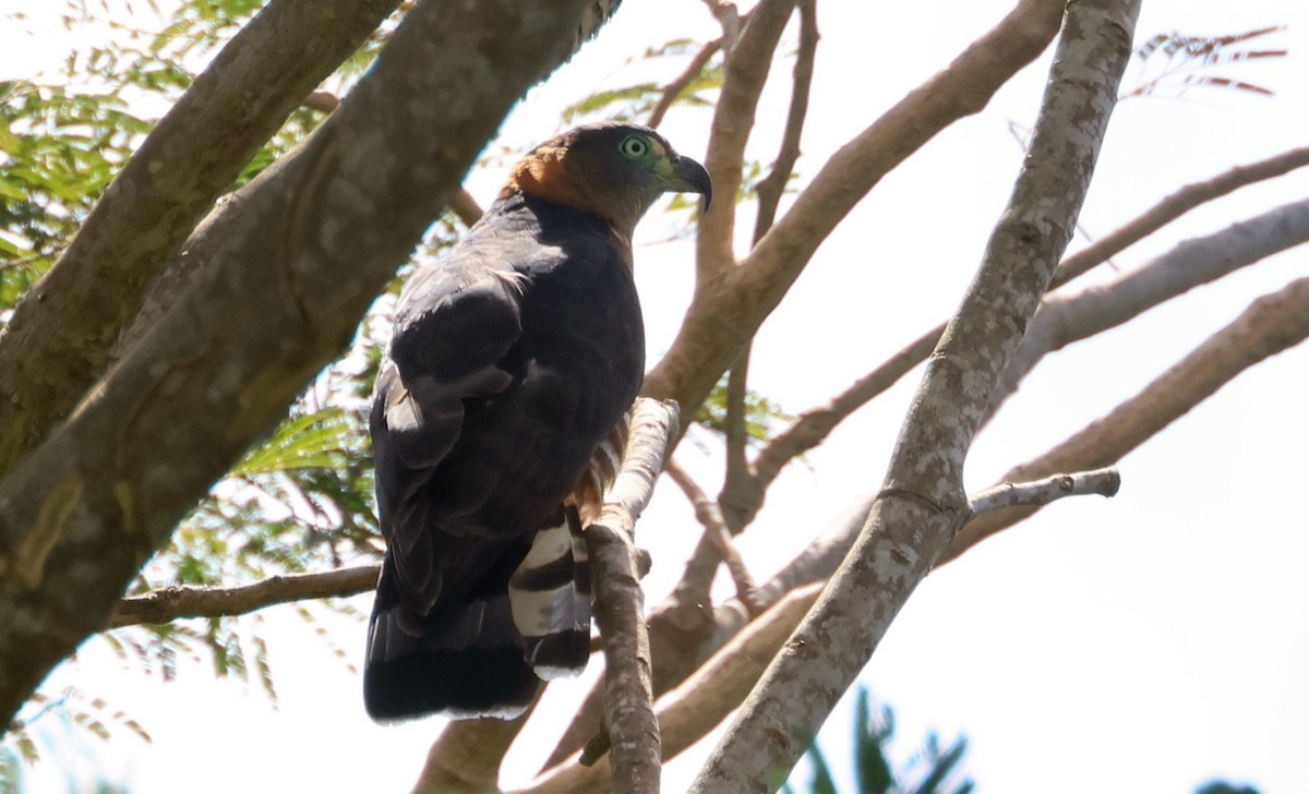 Hook-billed Kite (Grenada) - ML632368397