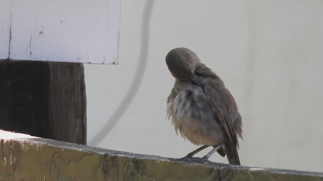 Curve-billed Thrasher - ML632368496
