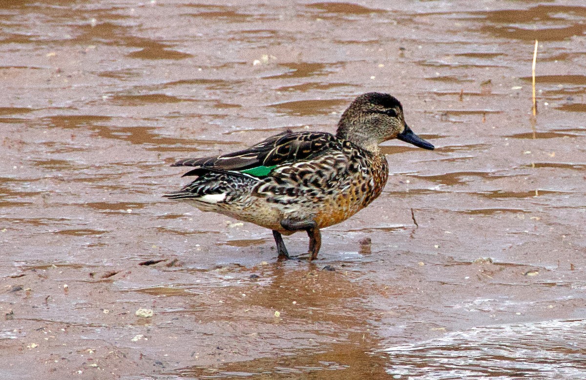 Ногоохон нугас - ML632368507