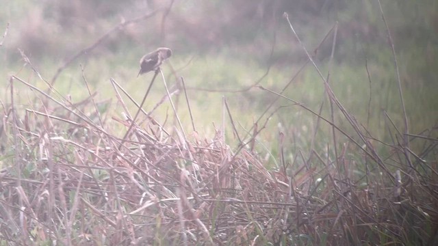 Amur Stonechat - ML632368533