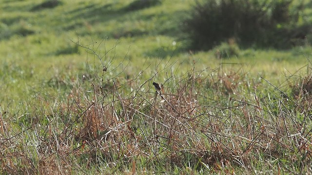Amur Stonechat - ML632368534