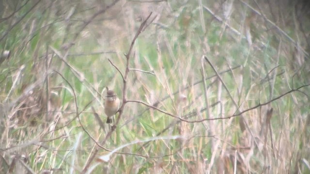 Amur Stonechat - ML632368538