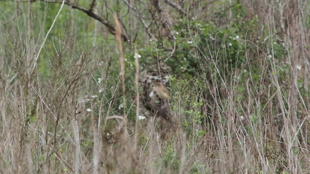 Amur Stonechat - ML632368540