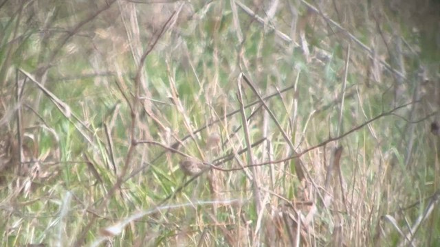 Amur Stonechat - ML632368548