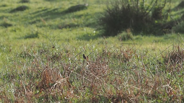 Amur Stonechat - ML632368549