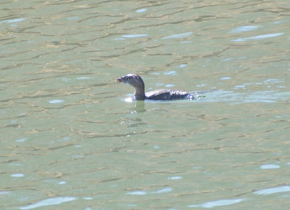 Pied-billed Grebe - ML632368698