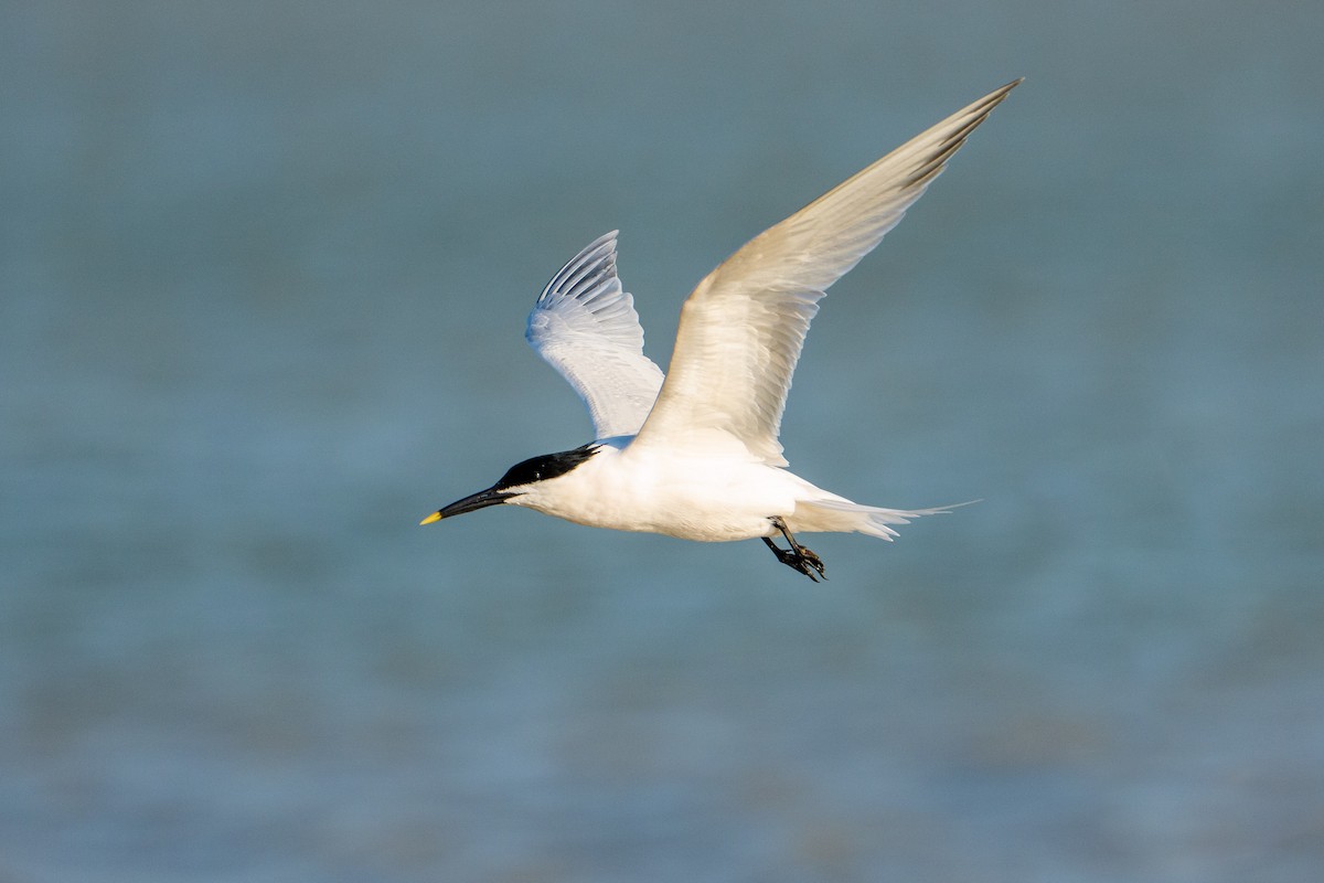 rybák severní - ML632368796