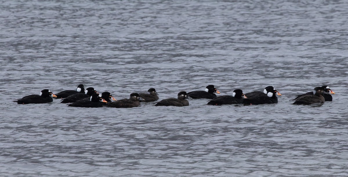 Surf Scoter - ML632368809
