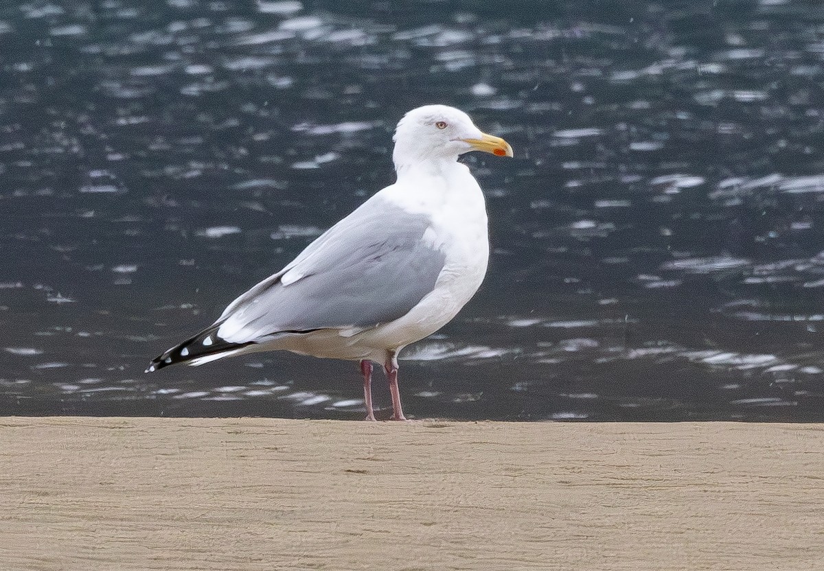 American Herring Gull - ML632368829
