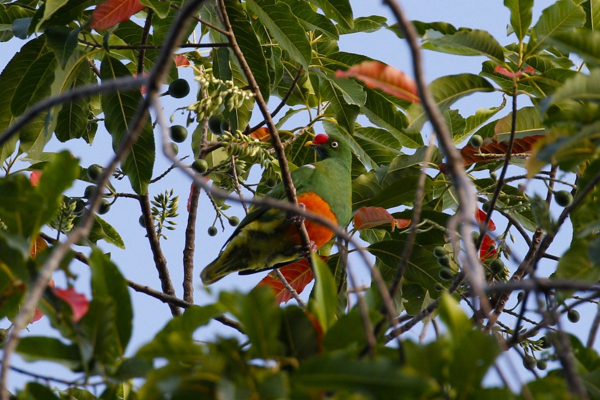 Knob-billed Fruit-Dove - ML632368863