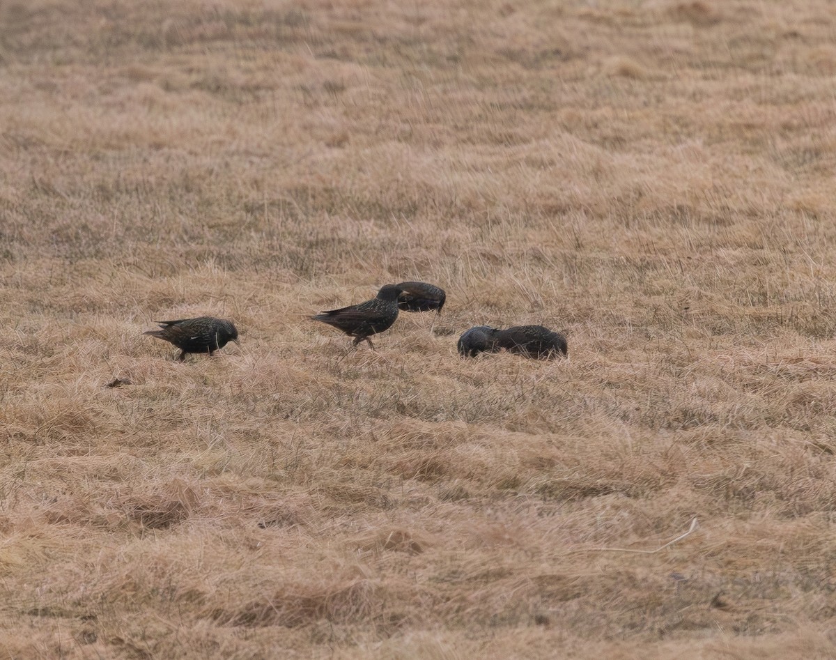 European Starling - ML632368864