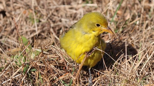 Western Tanager - ML632368935