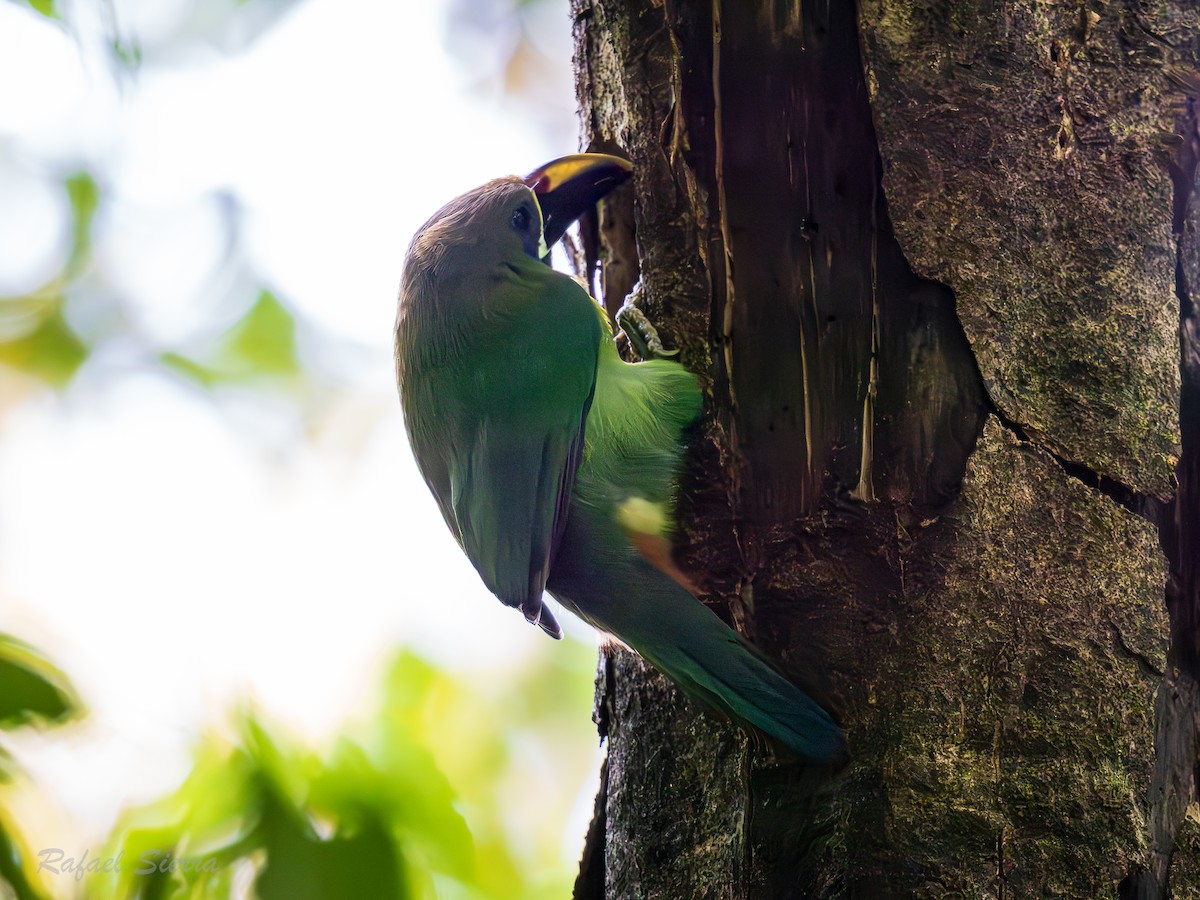 arassari smaragdový - ML632368967