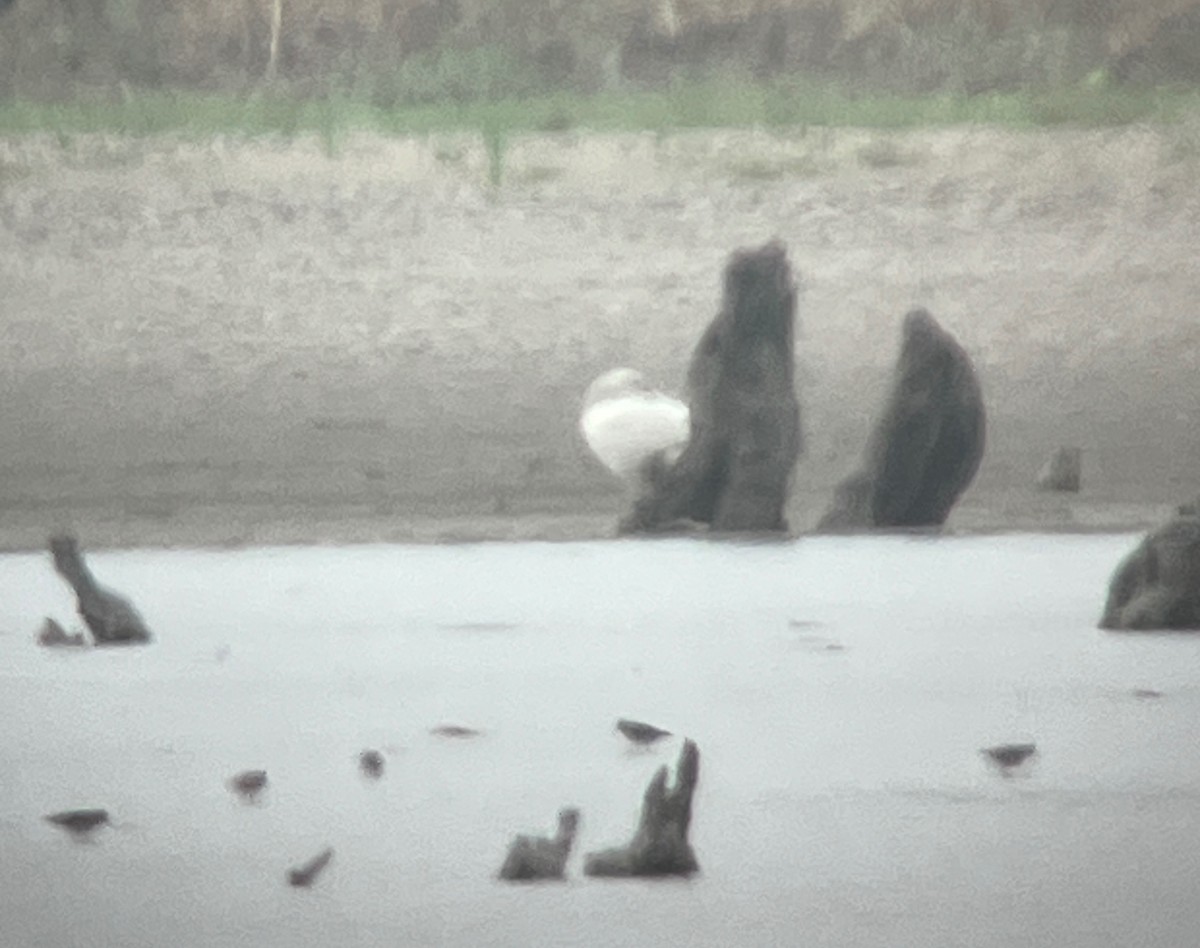 Ross's Goose - ML632368976