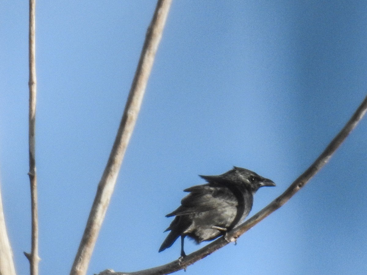 Tanimbar Starling - ML63236901