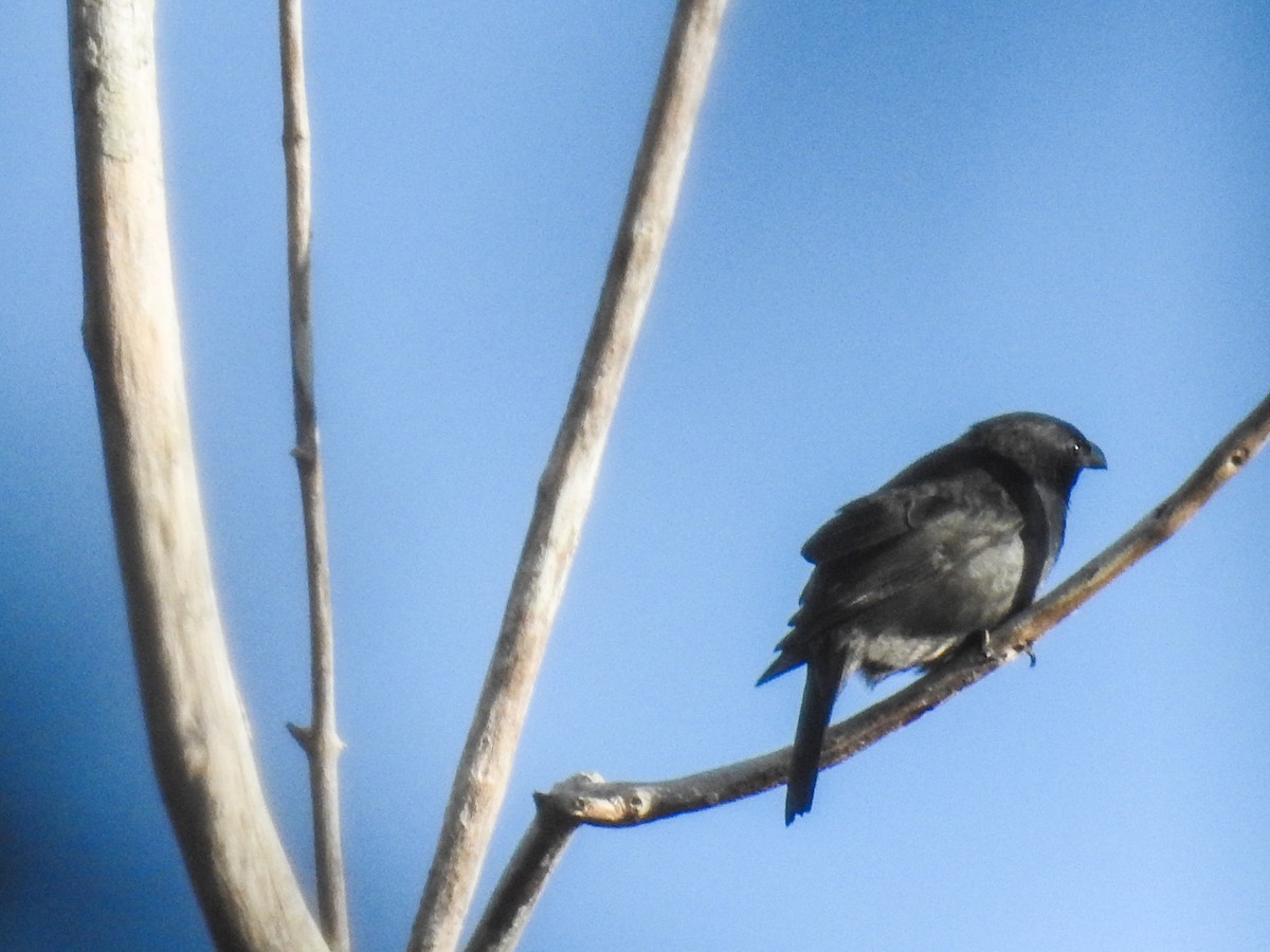 Tanimbar Starling - ML63236911