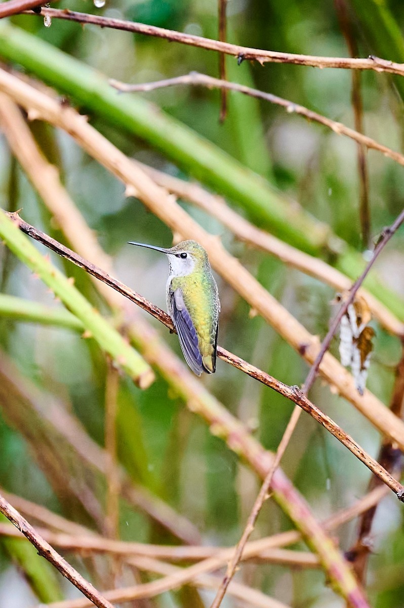 hummingbird sp. - ML632369149