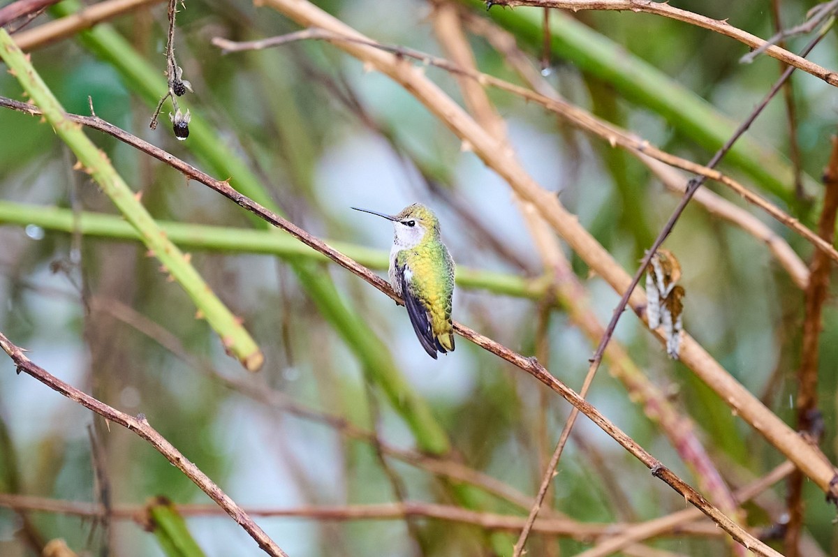 hummingbird sp. - ML632369150