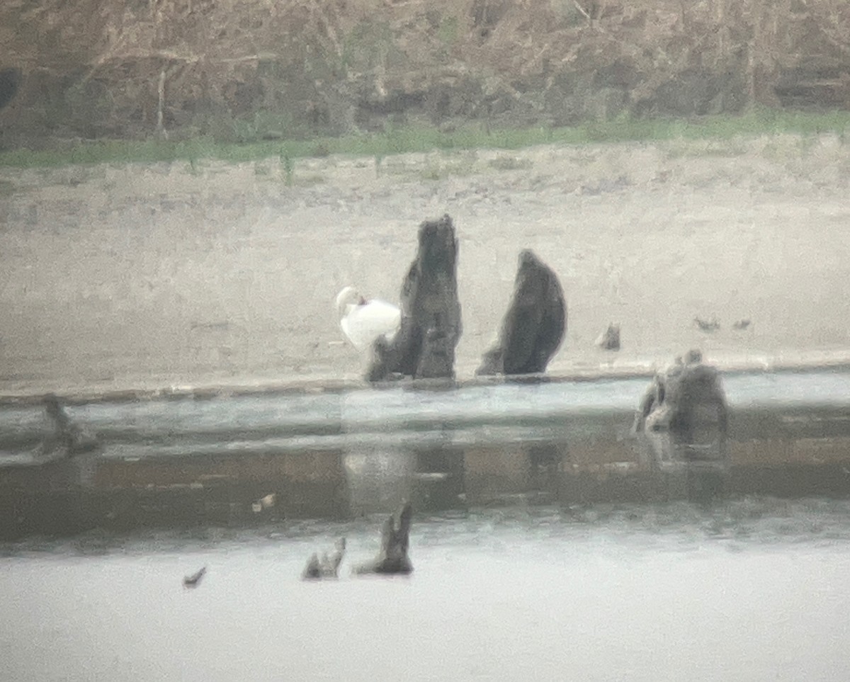 Ross's Goose - ML632369170