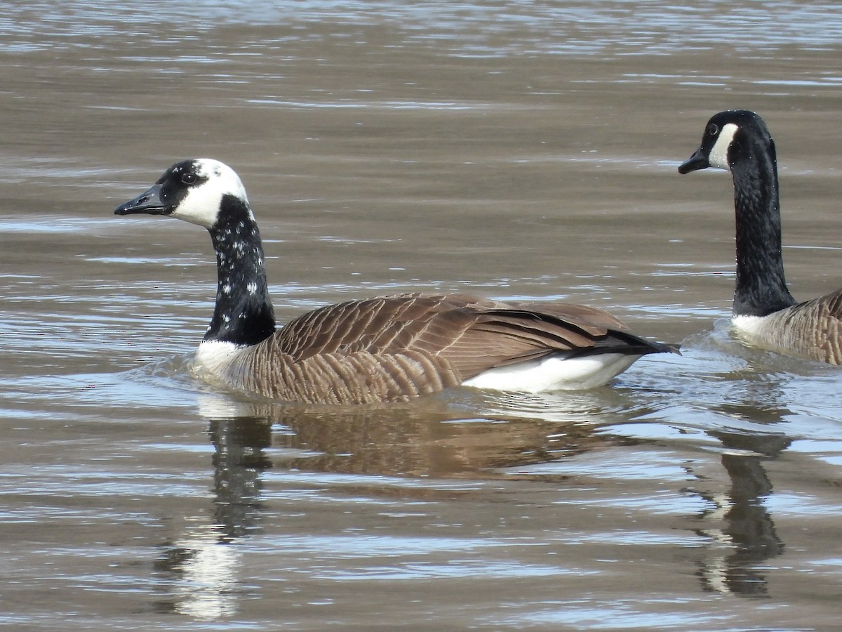 カナダガン - ML632369172