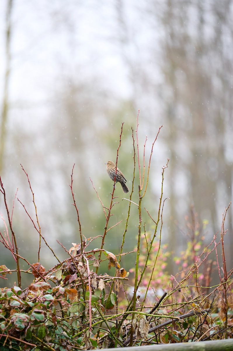 Red-winged Blackbird - ML632369182