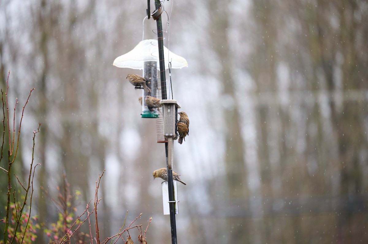 Red-winged Blackbird - ML632369183