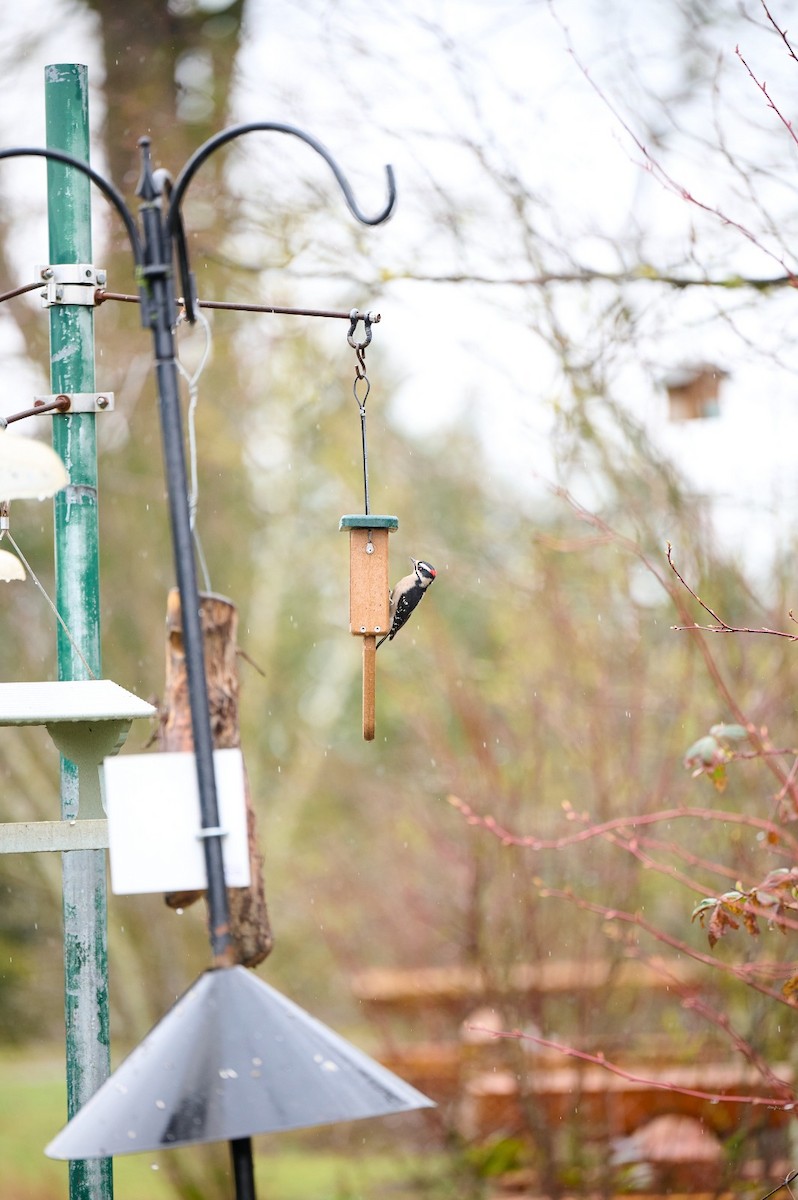 Downy Woodpecker - ML632369204