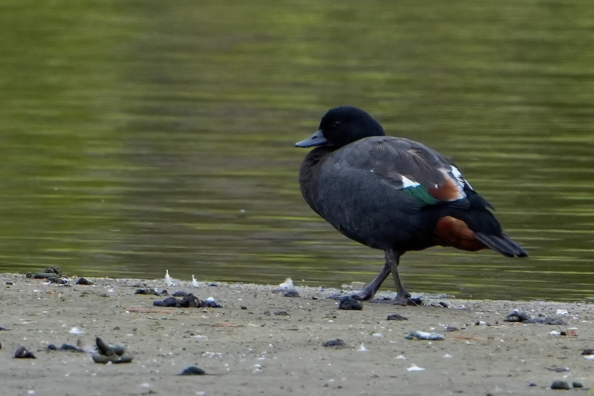 Paradise Shelduck - ML632369219