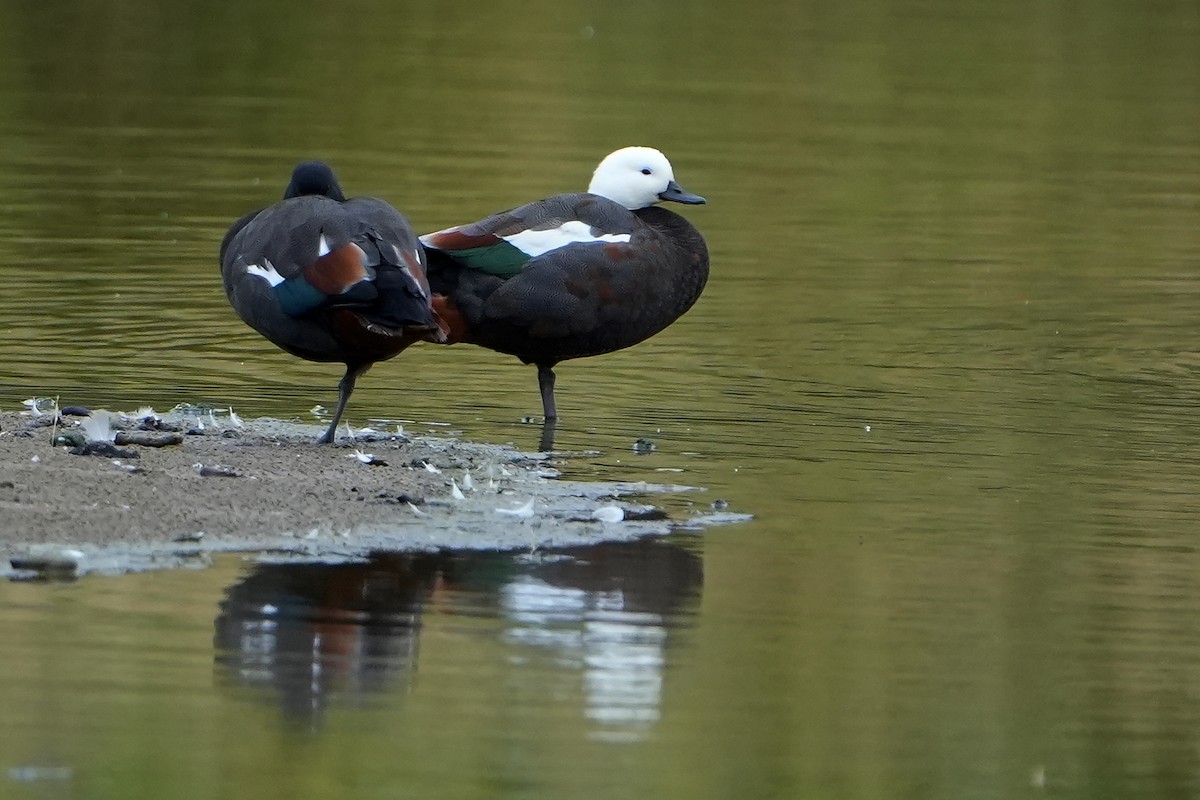 Paradise Shelduck - ML632369222