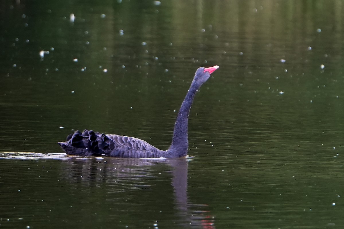 Black Swan - ML632369226