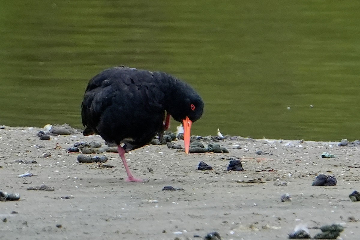 Variable Oystercatcher - ML632369229