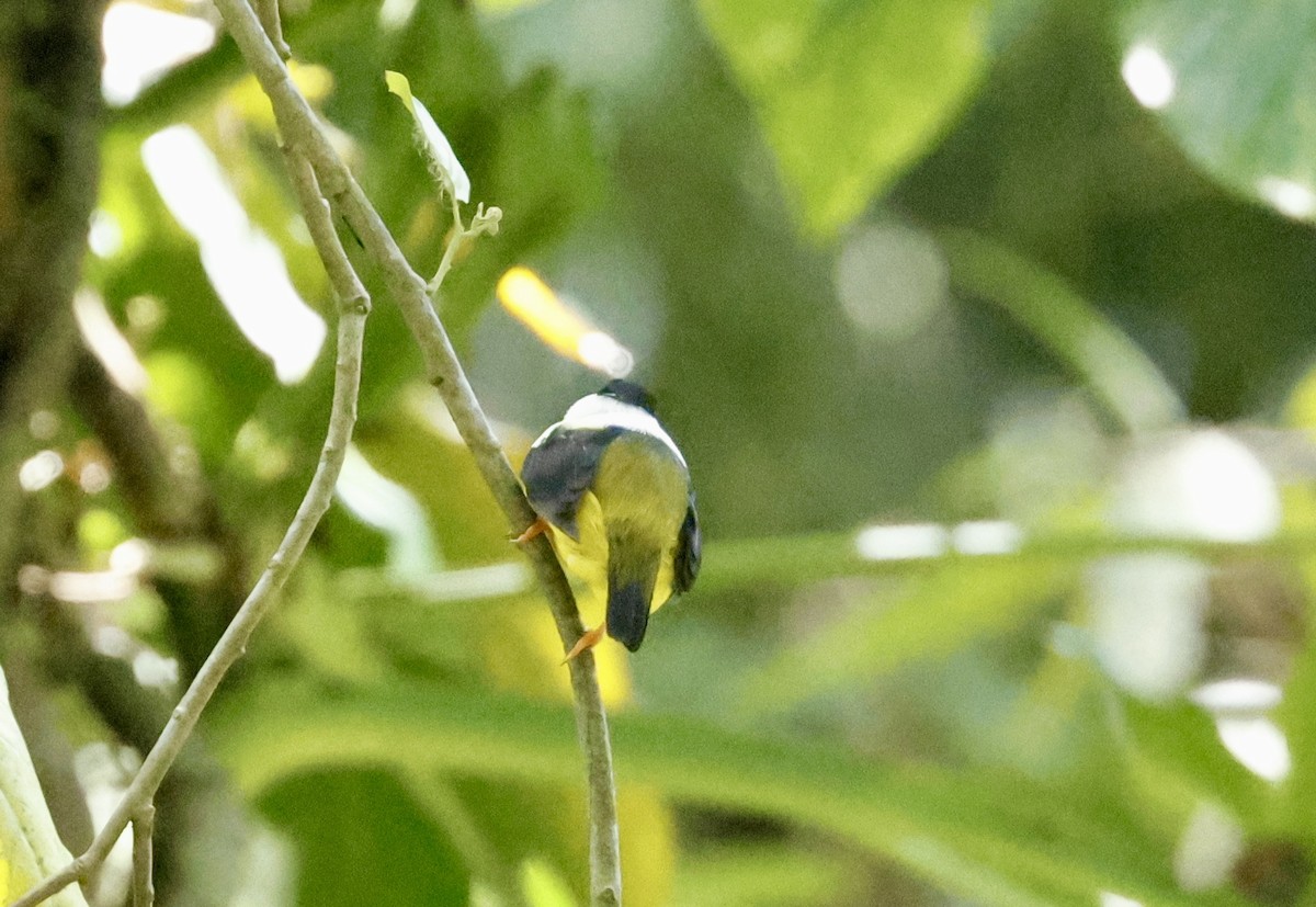 White-collared Manakin - ML632369277
