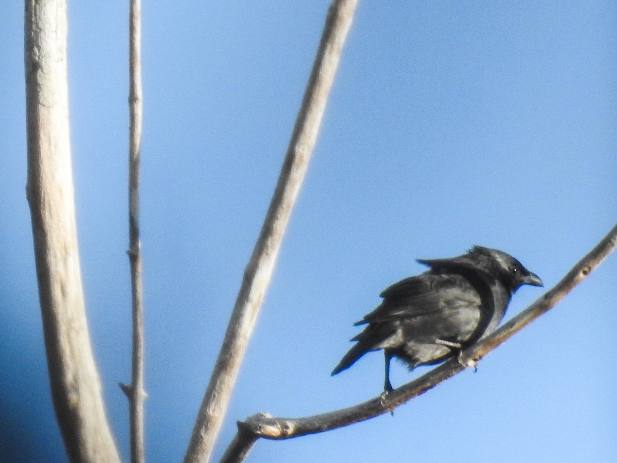 Tanimbar Starling - ML63236931