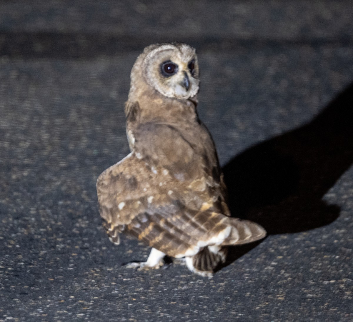 Hibou du Cap - ML632369343