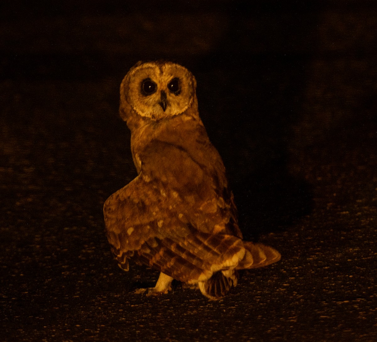 Hibou du Cap - ML632369344