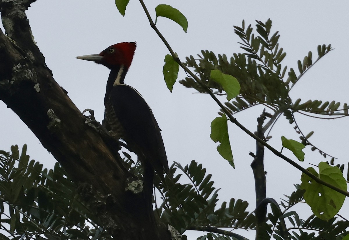 Pale-billed Woodpecker - ML632369399