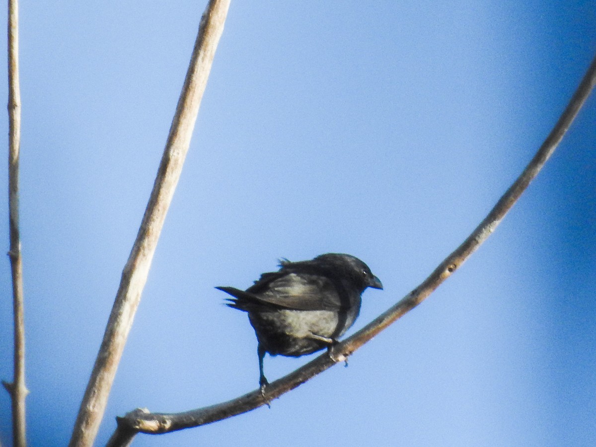 Tanimbar Starling - ML63236941