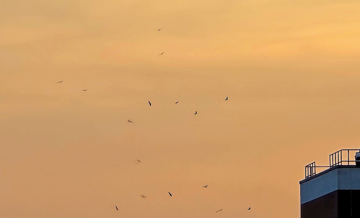 Turkey Vulture - ML632369487