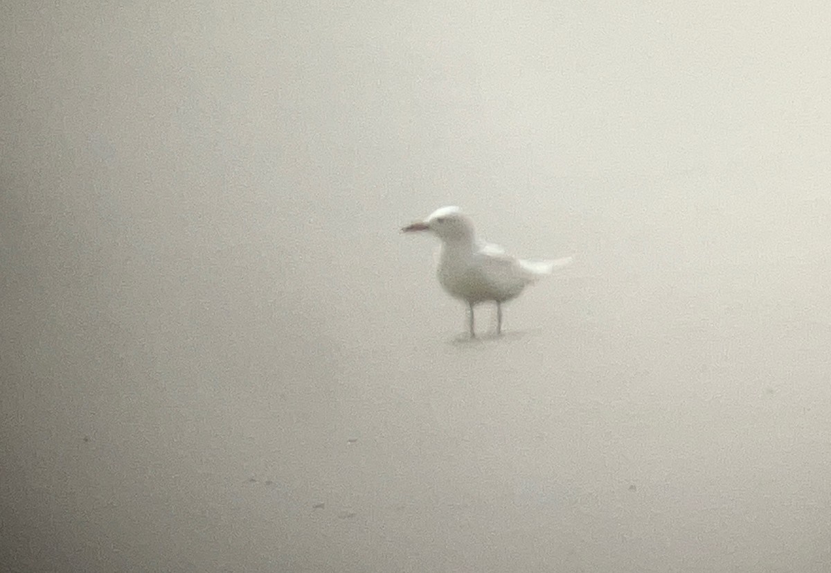 Gull-billed Tern - ML632369531