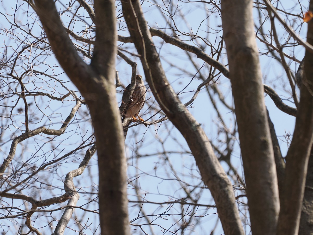 Sharp-shinned Hawk - ML632369831