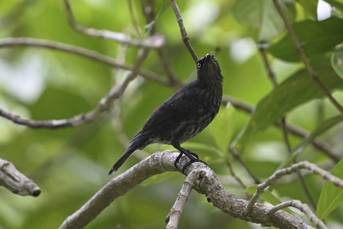 Micronesian Starling - ML632369920