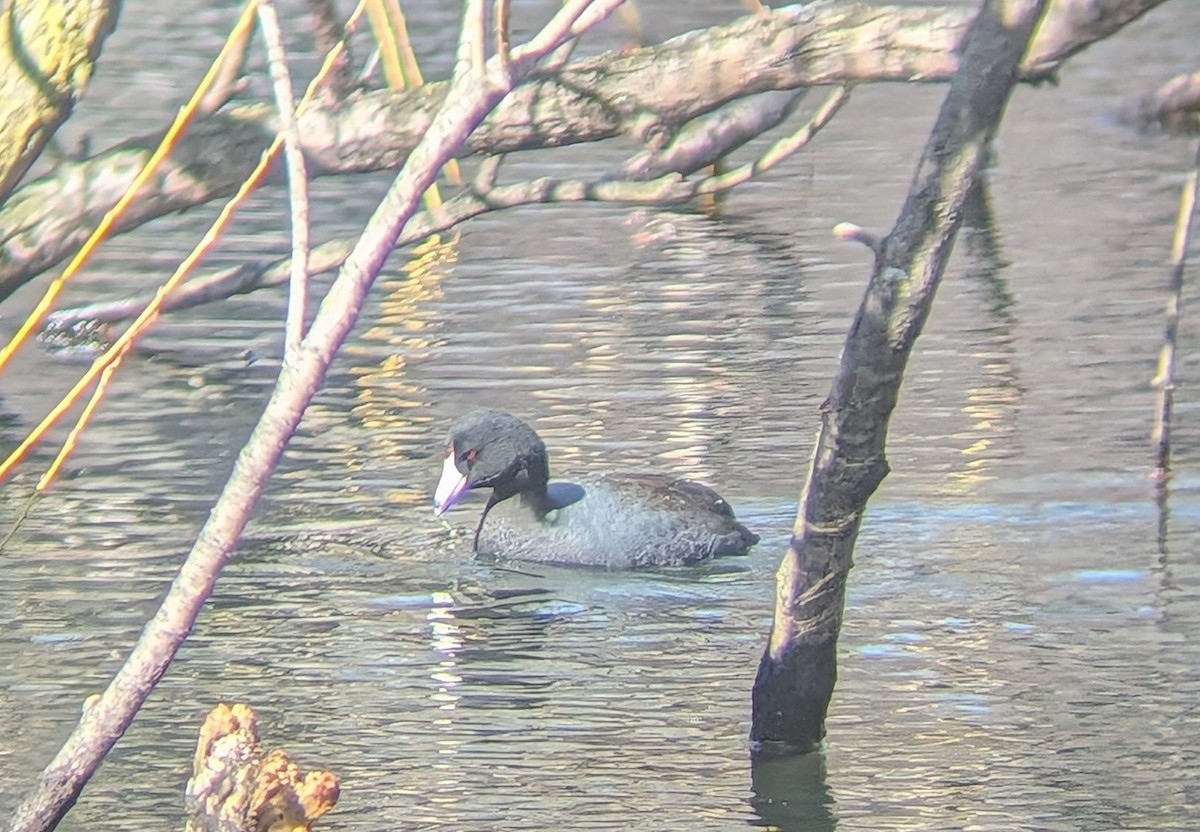 American Coot - ML632370307