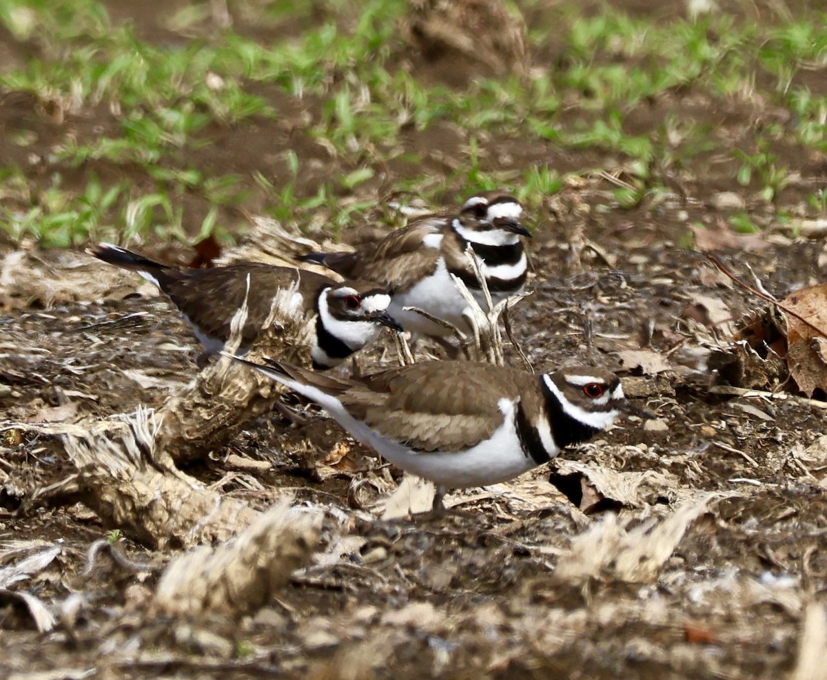 Killdeer - ML632370522