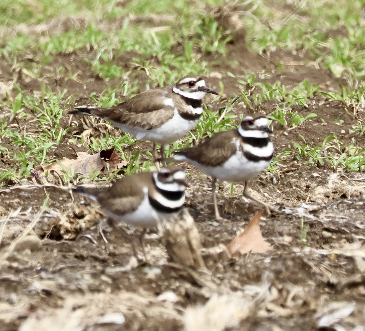 Killdeer - ML632370523