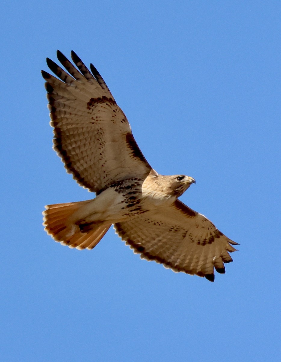 Red-tailed Hawk - ML632370531