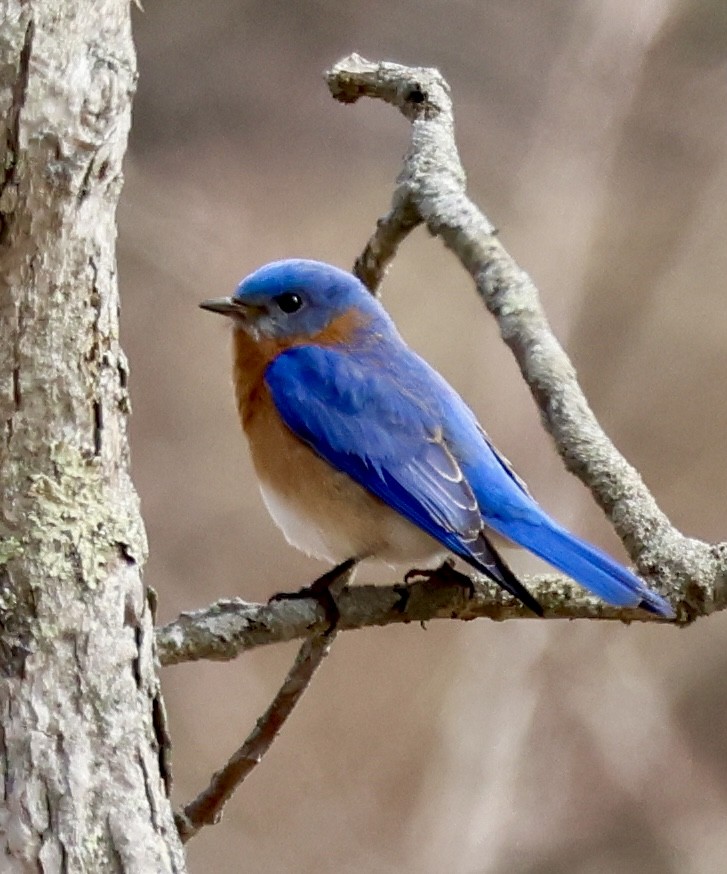 Eastern Bluebird - ML632370578