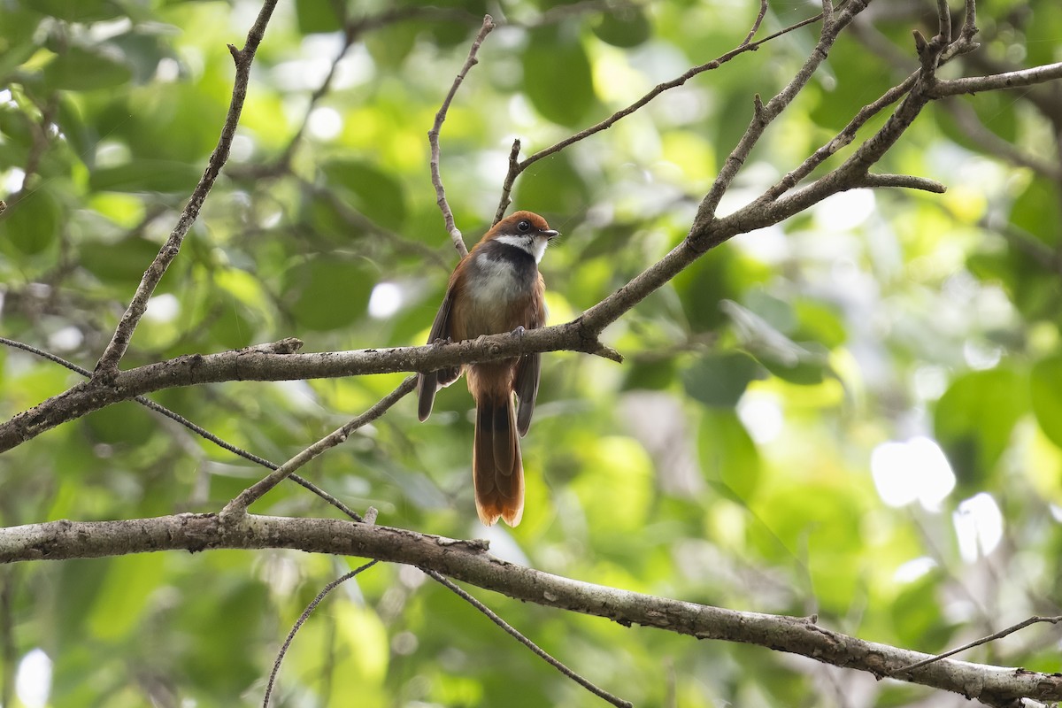 Palau Fantail - ML632370706