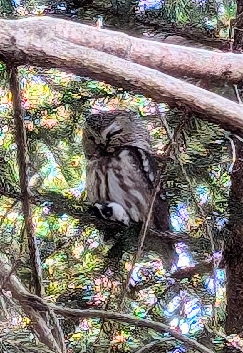 Northern Saw-whet Owl - ML632370746